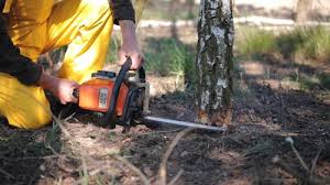 Best Arborist Consultation Services  in Tropical Park, FL