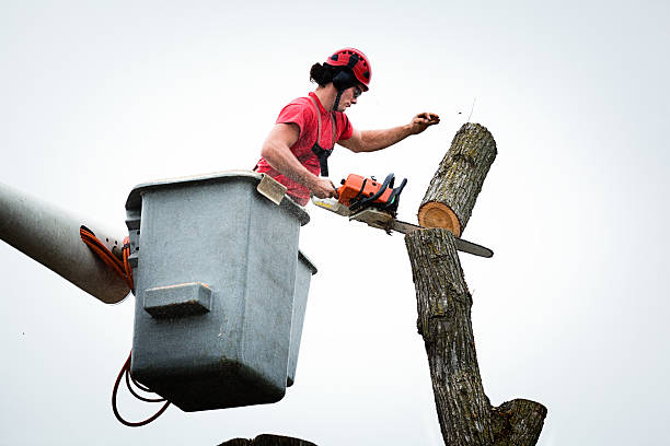 Best Palm Tree Trimming  in Tropical Park, FL